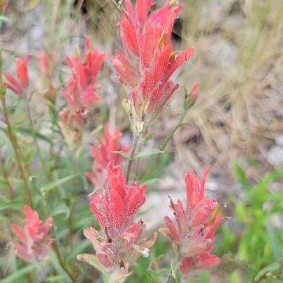 Castilleja tenuiflora Cvet