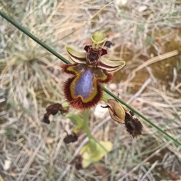 Ophrys speculum Λουλούδι