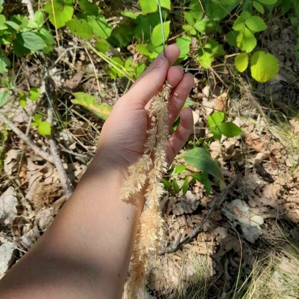 Calamagrostis epigejos Λουλούδι