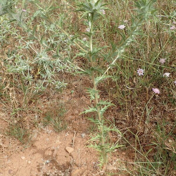 Carthamus lanatus Pokrój