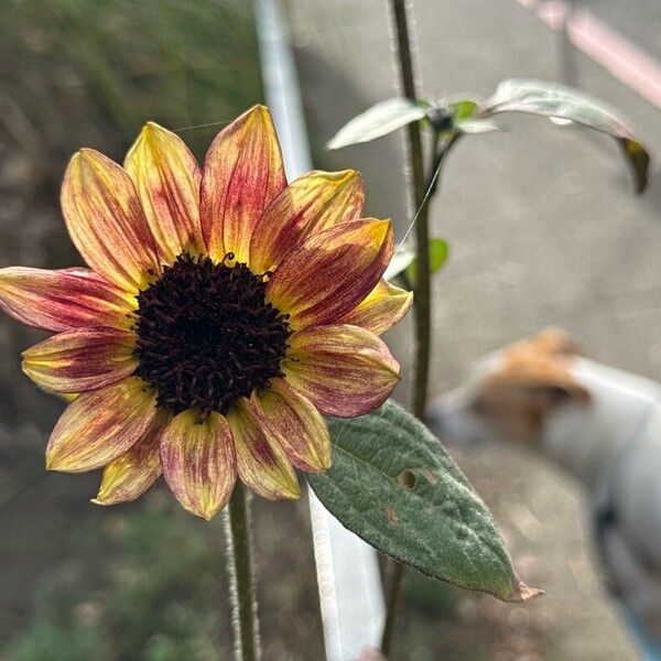 Helianthus debilis Žiedas