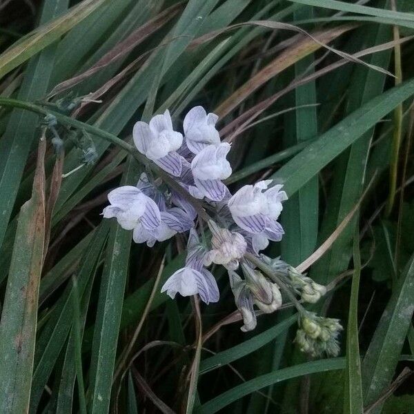 Linaria repens Кветка