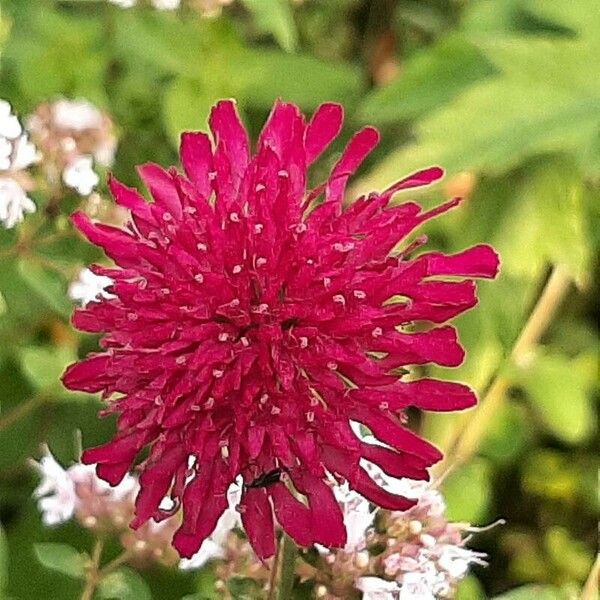 Knautia macedonica Blüte