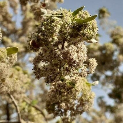 Bystropogon canariensis Flower