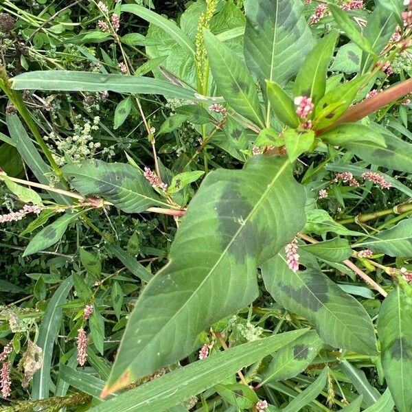 Persicaria lapathifolia Blad