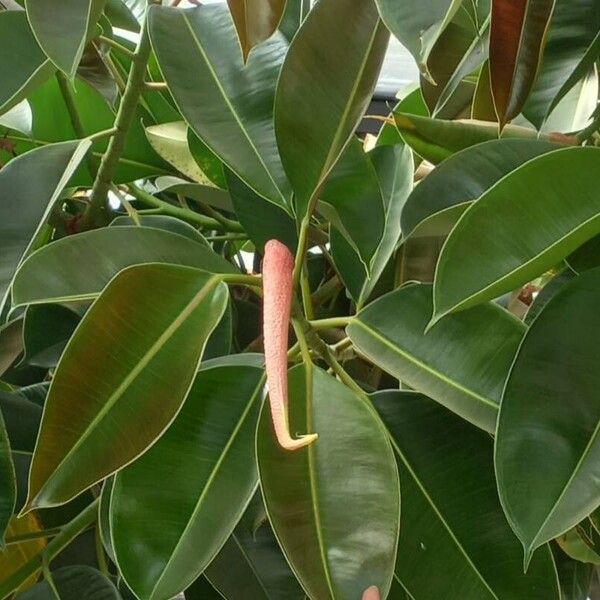 Ficus elastica ᱵᱟᱦᱟ