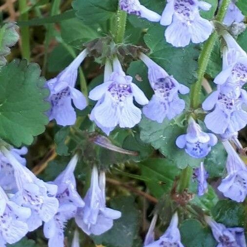 Glechoma hederacea Blodyn