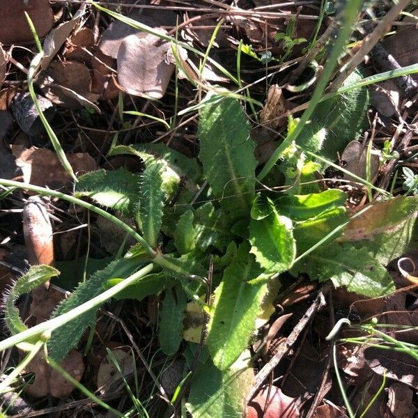 Scorzoneroides autumnalis Fulla