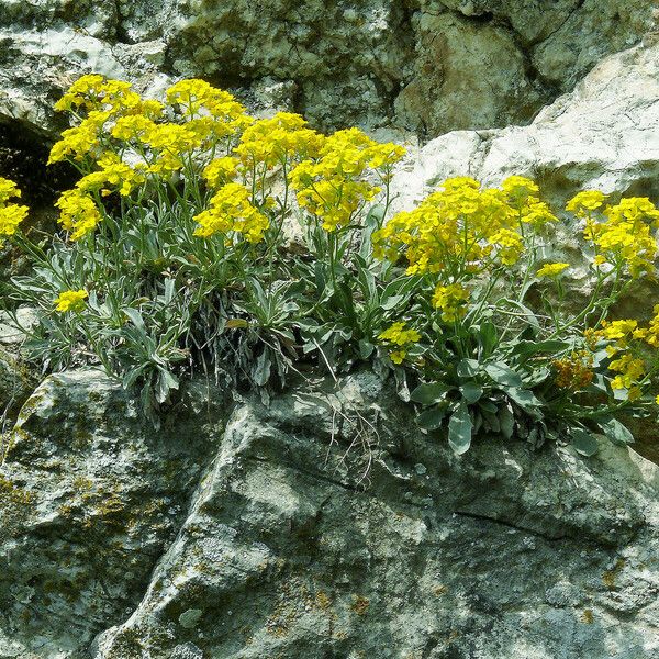 Aurinia saxatilis Лист