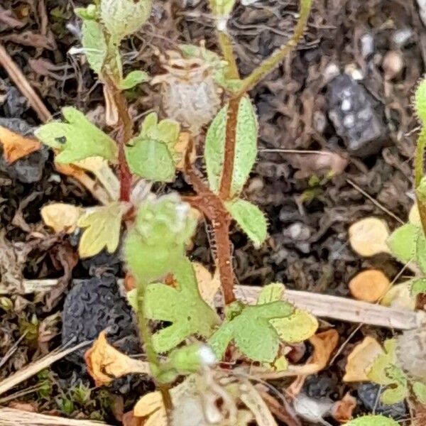 Saxifraga tridactylites Gyümölcs