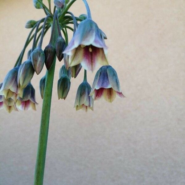 Allium paniculatum Flower