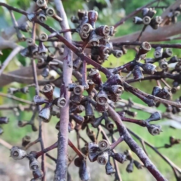 Eucalyptus camaldulensis Hedelmä