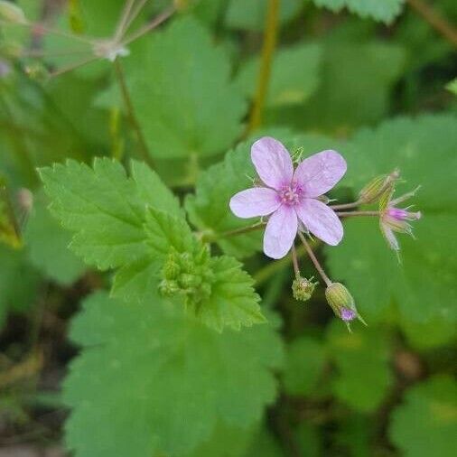 Erodium malacoides Cvet