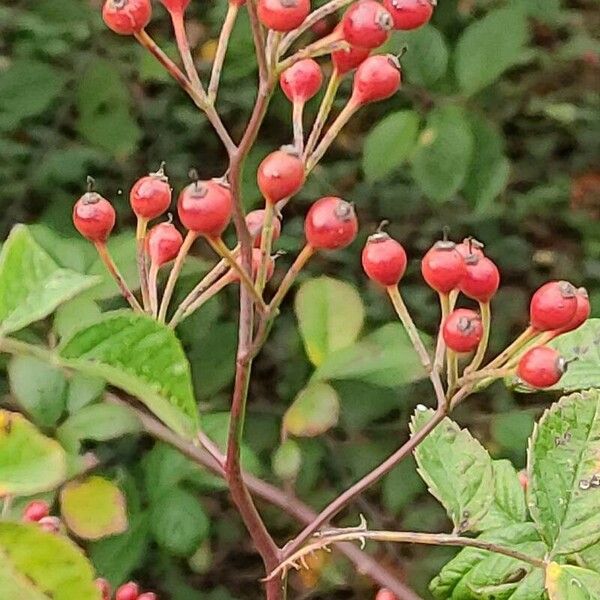 Rosa banksiae Fruit