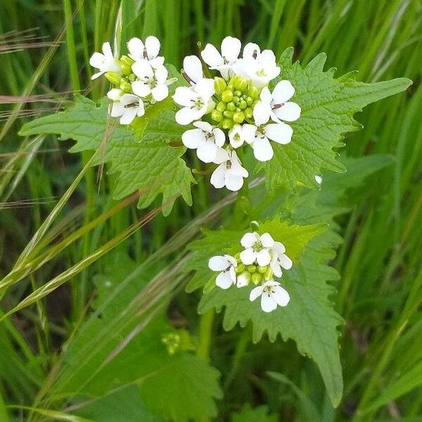 Alliaria petiolata Fleur