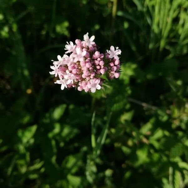 Valeriana dioica Blüte