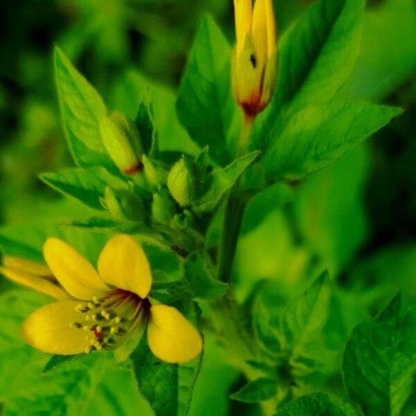 Cleome viscosa Цвят