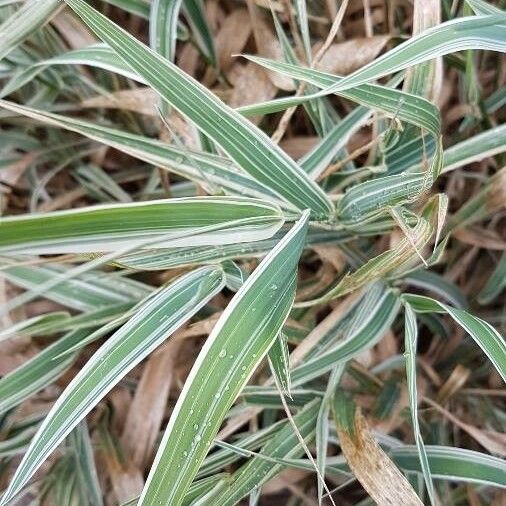 Phalaris arundinacea Levél