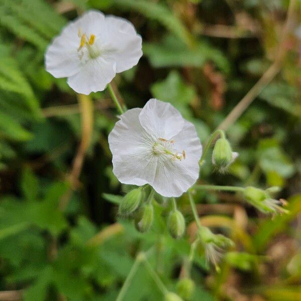 Geranium sylvaticum 花