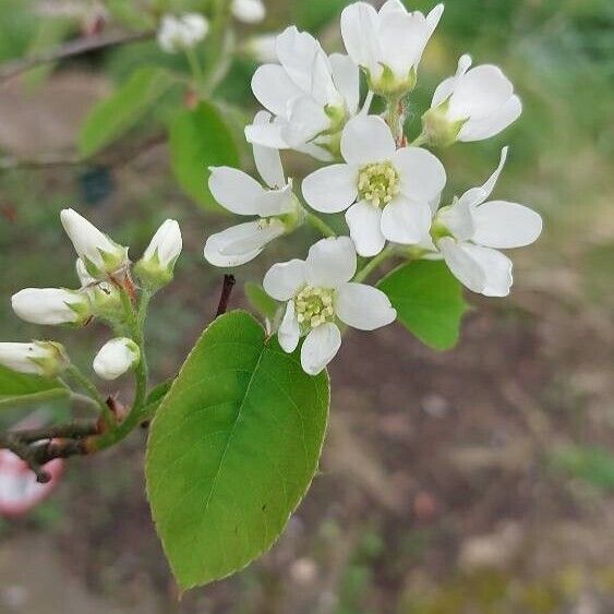 Amelanchier canadensis Fleur