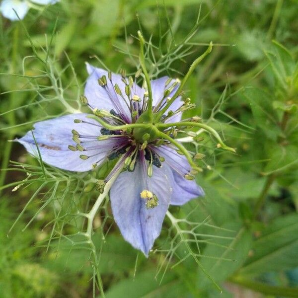 Nigella damascena Кветка