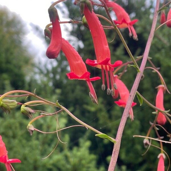 Phygelius aequalis Flower