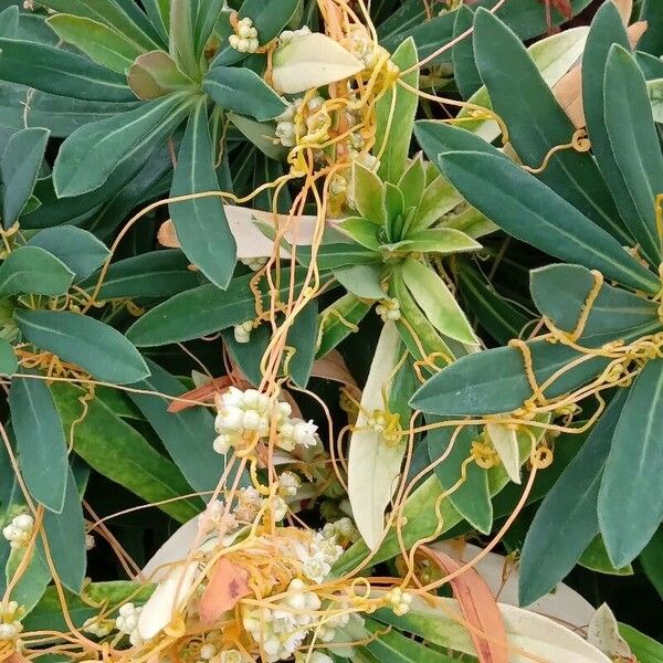 Cuscuta campestris Habit