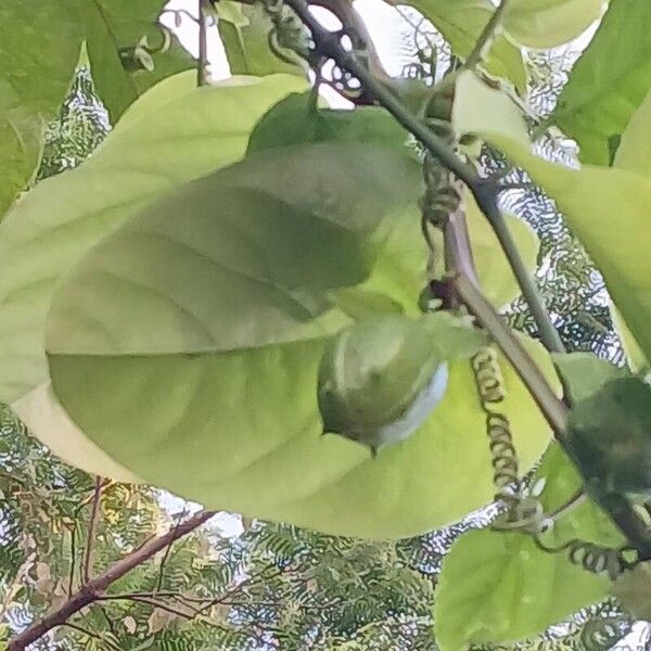 Passiflora alata Froito