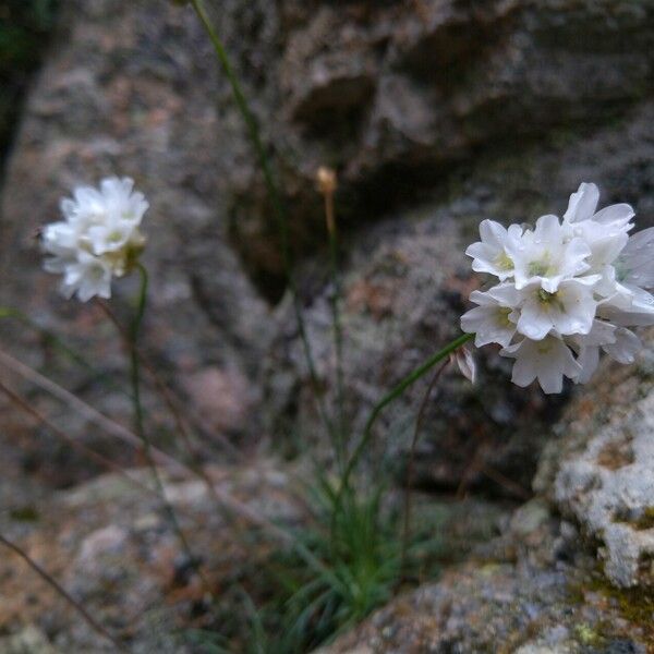 Armeria leucocephala Квітка