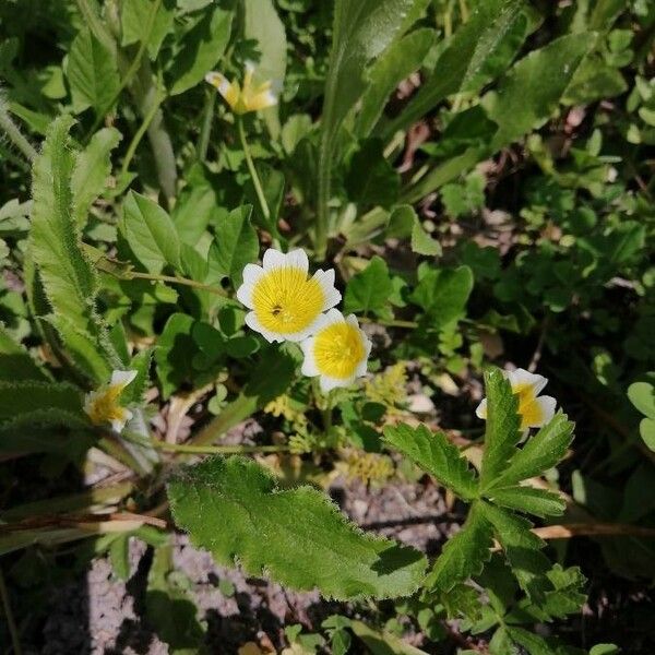 Limnanthes douglasii Kvet