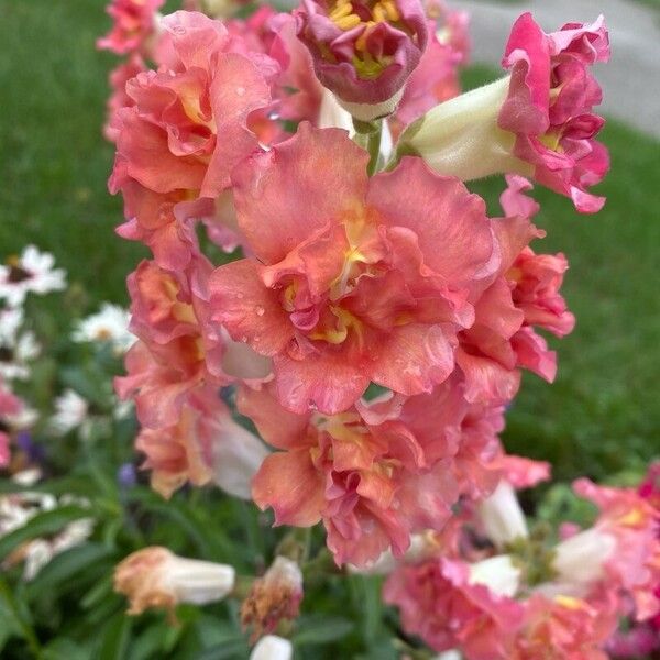 Antirrhinum australe 花