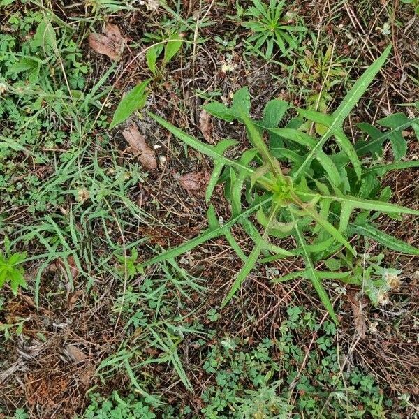 Lactuca canadensis Leaf