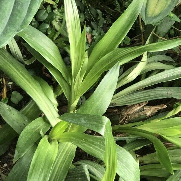 Zygopetalum maculatum List