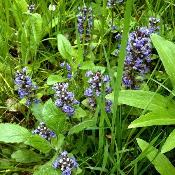 Ajuga reptans Costuma