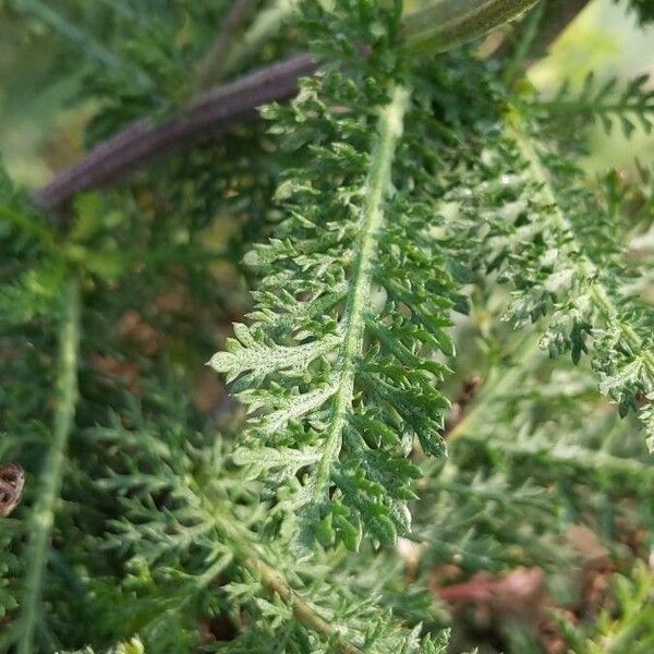 Achillea nobilis पत्ता