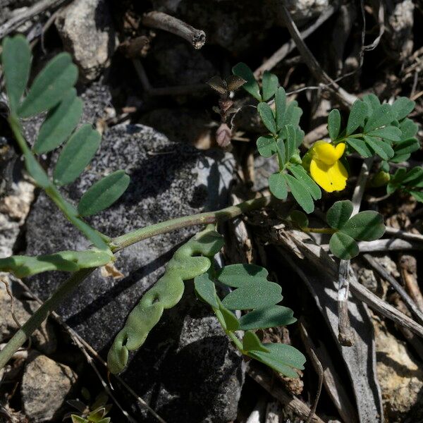 Hippocrepis unisiliquosa 花