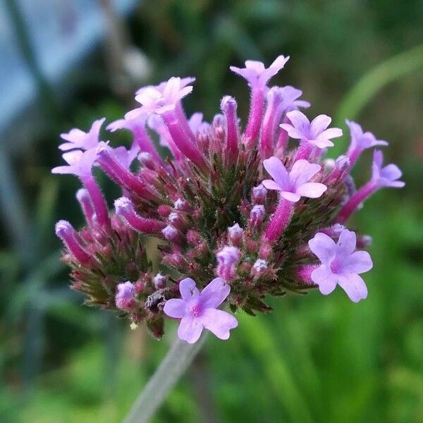 Verbena bonariensis Žiedas