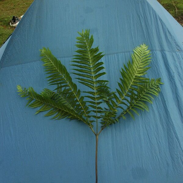 Pteris wallichiana आदत