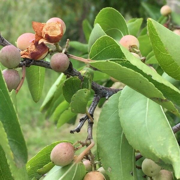 Ziziphus mucronata Fruit