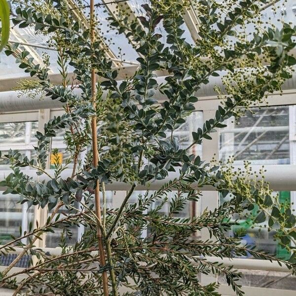 Acacia cultriformis Habit