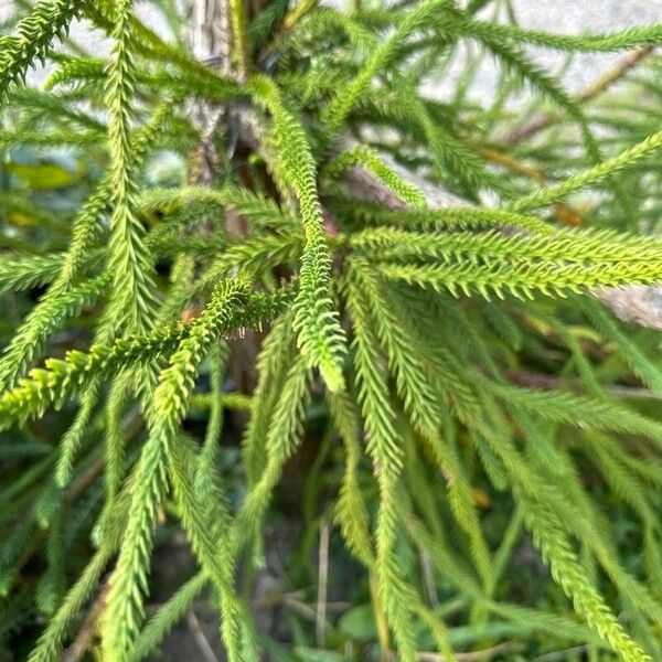 Cryptomeria japonica Yaprak