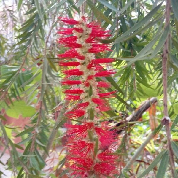 Melaleuca viminalis Λουλούδι