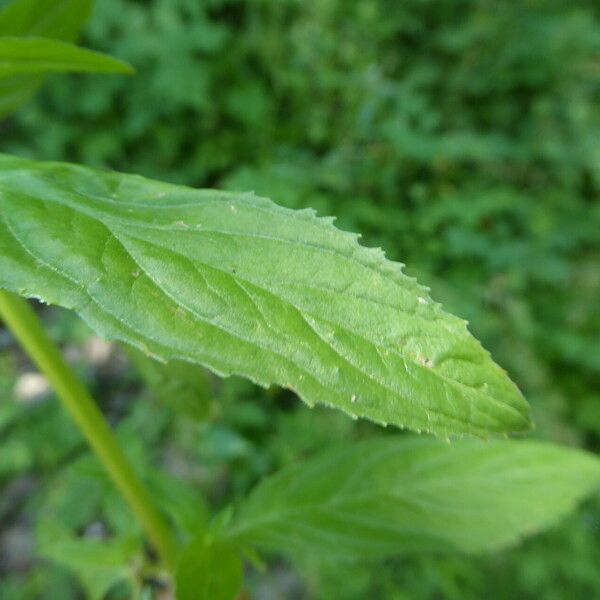 Epilobium roseum Leaf