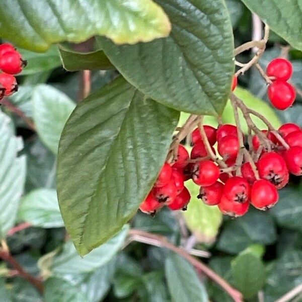 Cotoneaster coriaceus Облик