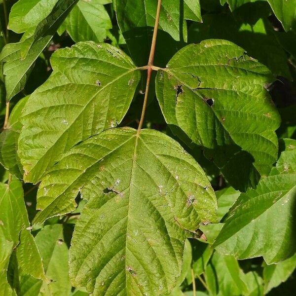 Acer negundo Hoja