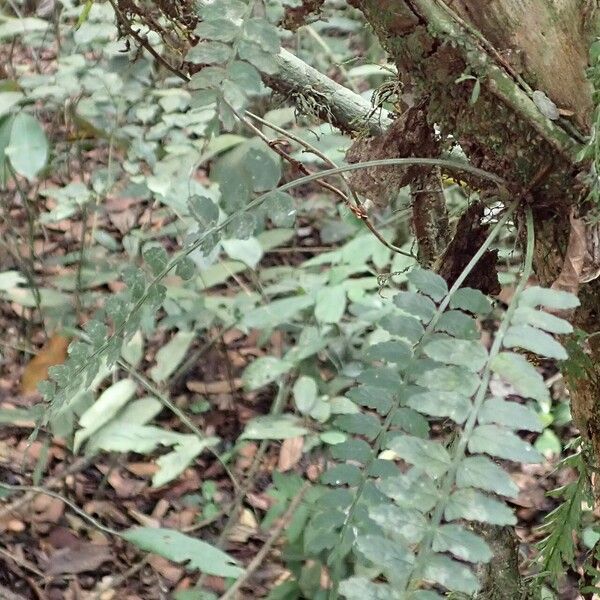 Asplenium barteri Хабит