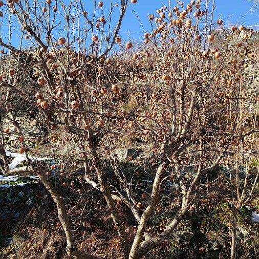 Crataegus germanica Habitus