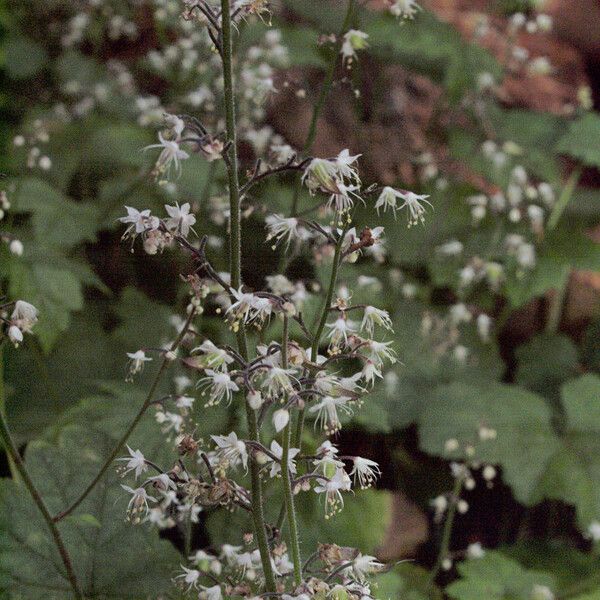 Tiarella trifoliata 整株植物