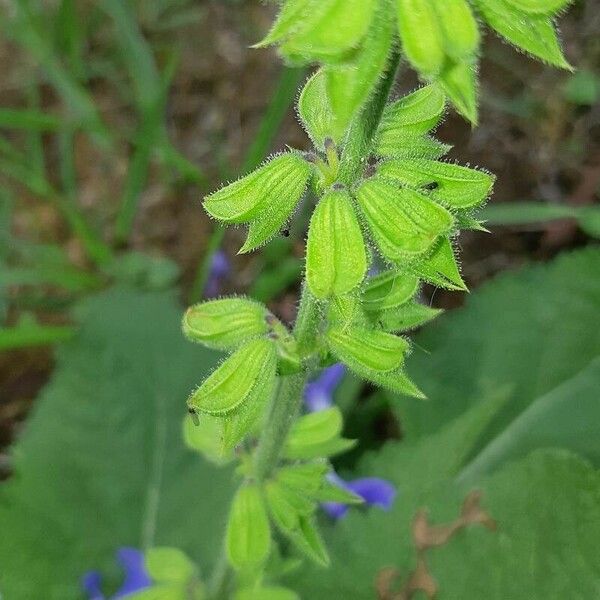 Salvia pratensis Frutto