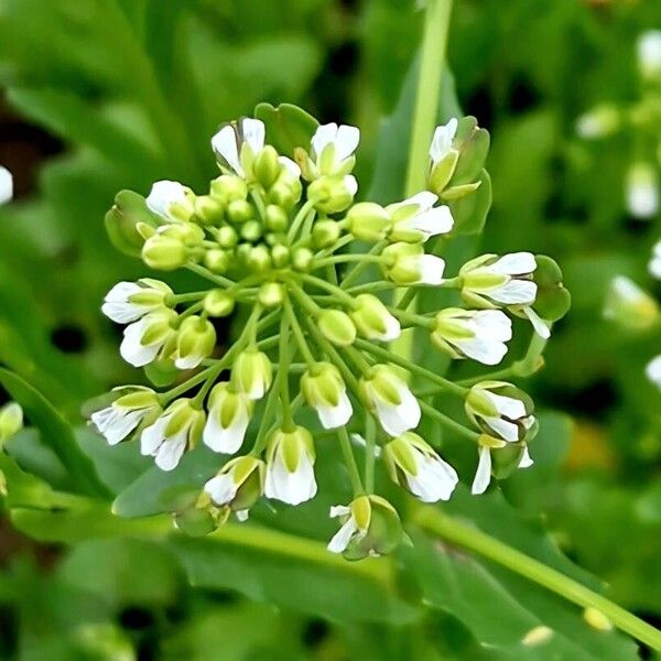 Thlaspi arvense Flower